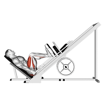 Presse à cuisses inclinée à 45 degrés
